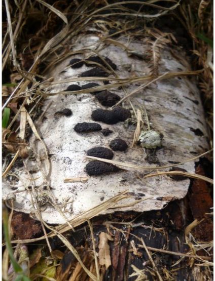 On birch wood in Brentwood, UK.